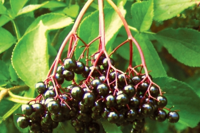 Missouri elderberries
